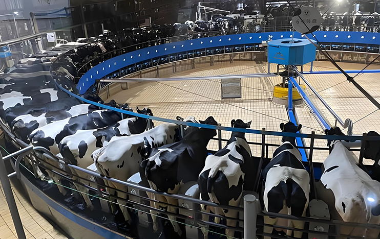 Xing'an League Horqin Right Front Banner High-Quality Dairy Cow Ecological Circular Breeding